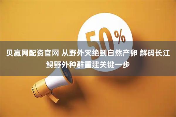 贝赢网配资官网 从野外灭绝到自然产卵 解码长江鲟野外种群重建关键一步